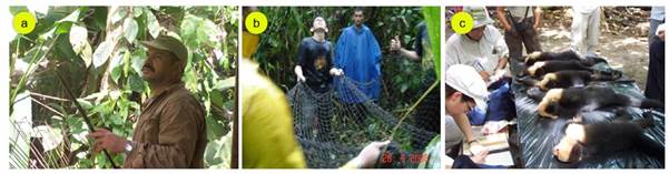 T�cnica de captura con cerbatana (a y b), y registro de las medidas morfom�tricas (c).