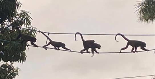 Ejemplo de un puente dise�ado con base en medidas morfom�tricas, confeccionado por la organizaci�n Somos Congos. C�bano, Puntarenas, Costa Rica.