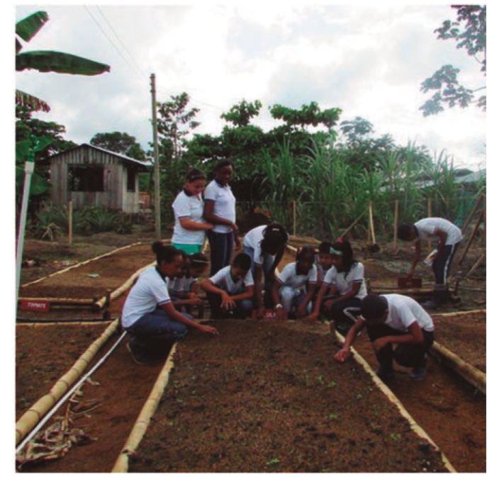 Huerto escolar en la escuela Tangareal en Colombia.