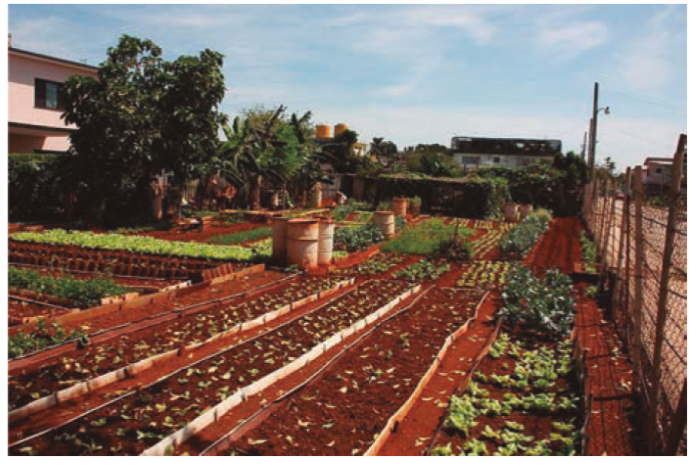 Huerto urbano en La Habana, Cuba 