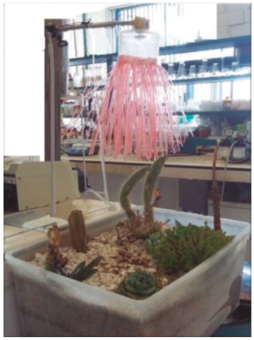 Simulación de eventos pluviales en la celda de biorretención