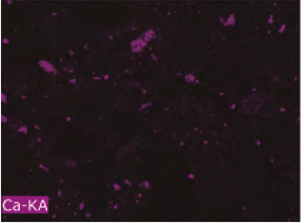 Mapeo estrat&eacute;gico elemental de calcio por microscop&iacute;a electr&oacute;nica de barrido con an&aacute;lisis por energ&iacute;a dispersiva (SEMEDS)