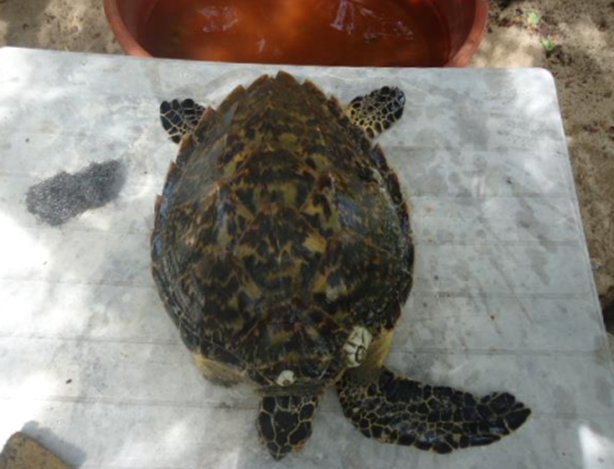 Muestra de un individuo.