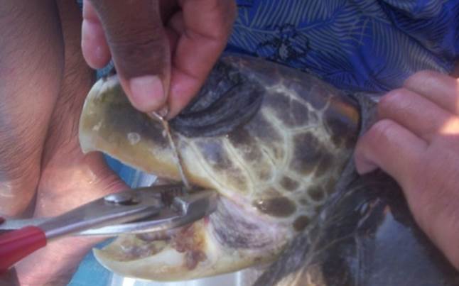 Cuidados a las tortugas.