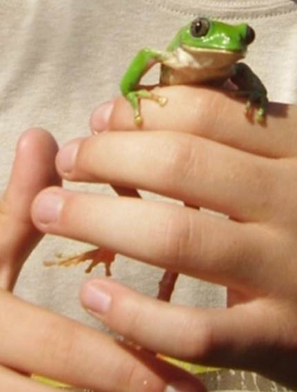 Muestra de la fauna.