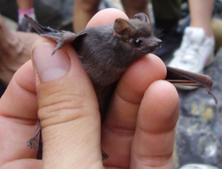 Muestra de la fauna.