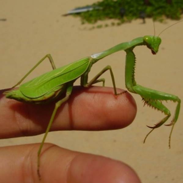 Muestra de la fauna.