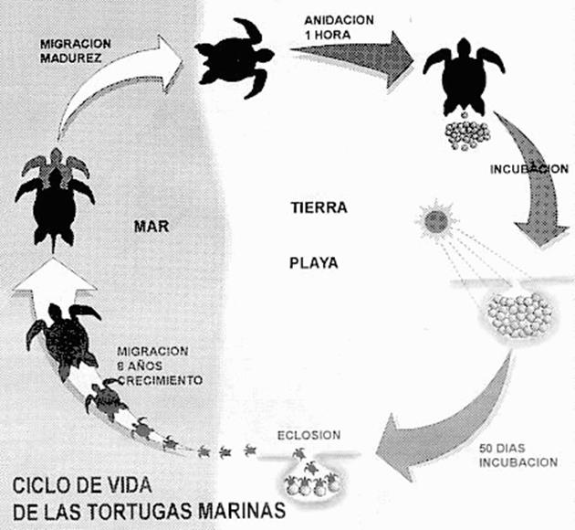 Ciclo de vida de las tortugas