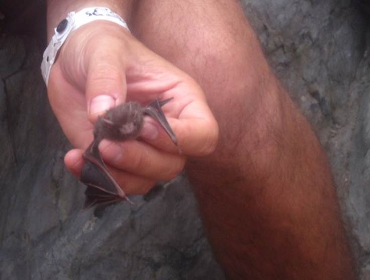 Colecta de especímenes.