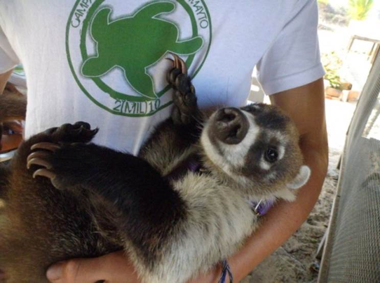 Colecta de especímenes.