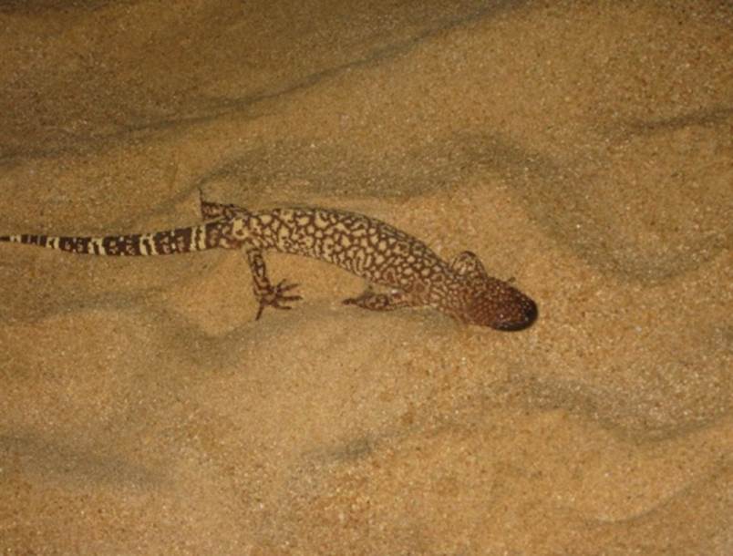 Colecta de especímenes.