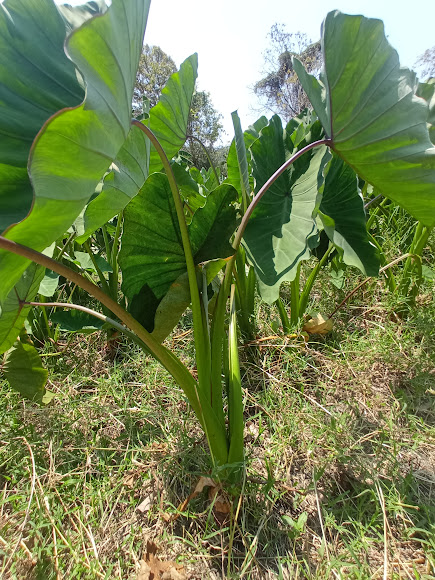 Planta adulta de malanga