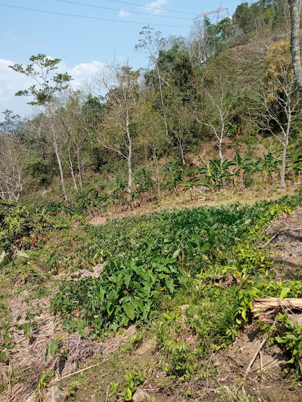 Cultivo de malanga