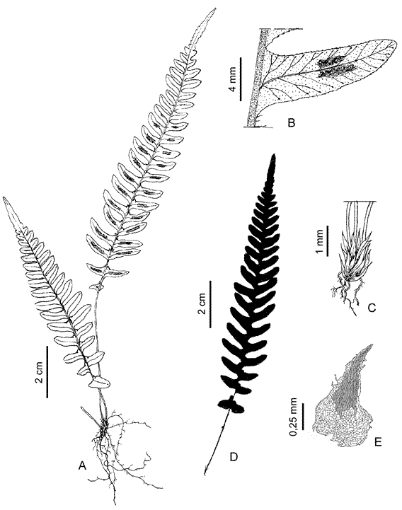 Blechnum malacothrix.A, aspecto de la planta. B, detalle de pinna en cara abaxial. C, base de los pec&iacute;olos con escamas. D, silueta de fronde. E, escama rizom&aacute;tica. De Jarsun et al. 138 (MCNS).