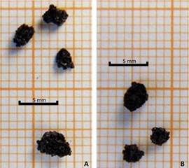 Macrorrestos fragmentados de granos de Z. mays de TPV1 (Sector I, Cuadrícula+ AII). A) Nivel 13; B) nivel 14. Figura en color en la versión en línea http:// www.ojs.darwin.edu.ar/index.php/darwiniana/article/view/806/1160