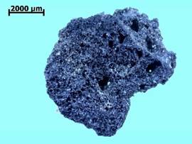 Macrorresto fragmentado de grano de Z. mays de TPV1 (Sector I, Cuadrícula AII Nivel 13). Se observan los caracteres secundarios que permitieron la identificación: textura brillosa, estructura interna porosa y patrón de fragmentación curvo. Figura en color en la versión en línea http://www.ojs.darwin.edu.ar/index.php/darwiniana/article/view/806/1160