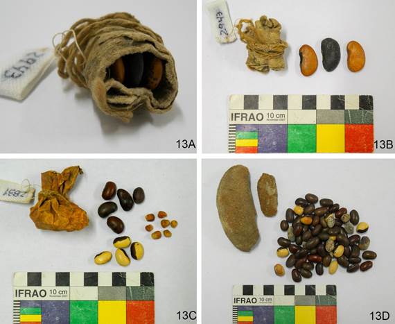 A-D. Variedad de Phaseolus y sus contextos arqueológicos. Figura en color en la versión en línea http://www.ojs.darwin.edu.ar/index.php/darwiniana/article/view/824/1151