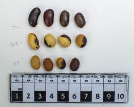 Phaseolus vulgaris var. vulgaris. Material arqueológico. Figura en color en la versión en línea http://www.ojs.darwin.edu.ar/index.php/darwiniana/article/view/824/1151