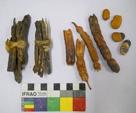 Vainas de Prosopis cf. flexuosa y sus contextos arqueológicos. Figura en color en la versión en línea http://www.ojs.darwin.edu.ar/index.php/darwiniana/article/view/824/1151