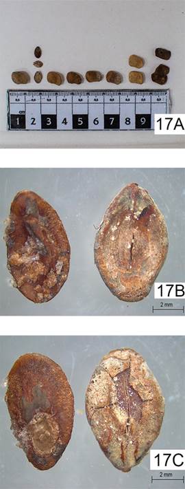 Prosopis cf. flexuosa arqueológico. A, endocarpios. B, semillas. Figura en color en la versión en línea http://www.ojs.darwin.edu.ar/index.php/darwiniana/article/view/824/1151