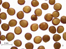 Semillas de Amaranthus caudatus. Material arqueológico. Figura en color en la versión en línea http://www.ojs.darwin.edu.ar/index.php/darwiniana/article/view/824/1151