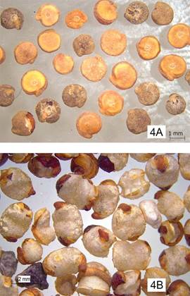Semillas de Chenopodium quinoa arqueológicas. A, naturales. B, tipo pop-corn o reventadas. Figura en color en la versión en línea http://www.ojs.darwin.edu.ar/index.php/darwiniana/article/ view/824/1151