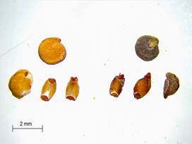 Semillas de Ch. quinoa var. quinoa y var. melanospermum, se distingue la distinta coloración de la testa y el perisperma de ambas. Material arqueológico. Figura en color en la versión en línea http://www.ojs.darwin.edu.ar/index.php/darwiniana/article/view/824/1151