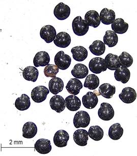 Granos no identificados de Amaranthaceae. Material arqueológico. Figura en color en la versión en línea http://www.ojs.darwin.edu.ar/index.php/darwiniana/article/view/824/1151