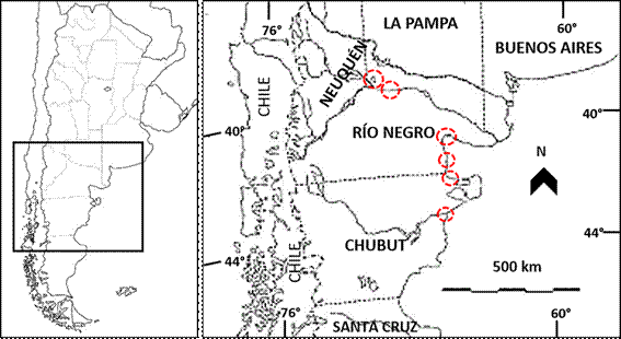 Distribución de Malephora purpurocrocea en la Argentina. Figura en color en la versión en línea http://www.ojs.darwin.edu.ar/index.php/darwiniana/article/view/821/1161