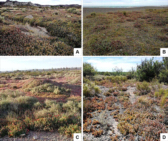 Malephora purpurocrocea. Vista general de poblaciones. A, en Ingeniero Huergo junto a especies del Monte. B, en la costa del balneario Playa Unión, Rawson. C, en un terreno alterado de San Antonio Oeste. D, en cercanías a zonas urbanizadas del Lago Pellegrini, nótese el suelo pedregoso. Fotos A, B y D de Adriel Jocou, foto C de Arian Jocou. Figura en color en la versión en línea http://www.ojs.darwin.edu.ar/index.php/darwiniana/article/view/821/1161