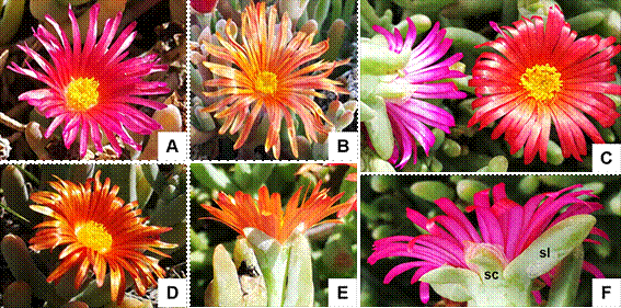 Malephora purpurocrocea. Morfología y diversidad floral. A, ejemplar naturalizado en Lago Pellegrini, Cinco Saltos. B, ejemplar naturalizado en San Antonio Oeste, nótese la vena media conspicua. C, contraste de coloraciones entre la cara adaxial y abaxial de los estaminodios en ejemplares normales. D, E, contraste de coloraciones entre la cara adaxial y abaxial de los estaminodios en ejemplares aberrantes. F, detalle del cáliz: sépalo corto (sc) y sépalo largo (sl). Fotos A, C-F de Adriel Jocou, foto B de Arian Jocou. Figura en color en la versión en línea http://www.ojs.darwin.edu.ar/index.php/darwiniana/article/view/821/1161