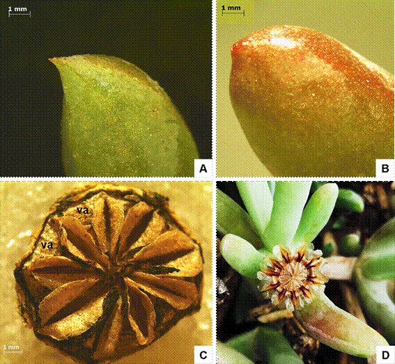 Malephora purpurocrocea. Hojas y frutos. A, detalle de ápice foliar mucronado. B, detalle de ápice foliar mútico. C, Fruto “ex situ”, cerrado, nótense las valvas (va). D, fruto “in situ”, abierto debido a las precipitaciones (Rawson). Fotos A-D de Adriel Jocou. Figura en color en la versión en línea http://www.ojs.darwin.edu.ar/index.php/darwiniana/article/view/821/1161