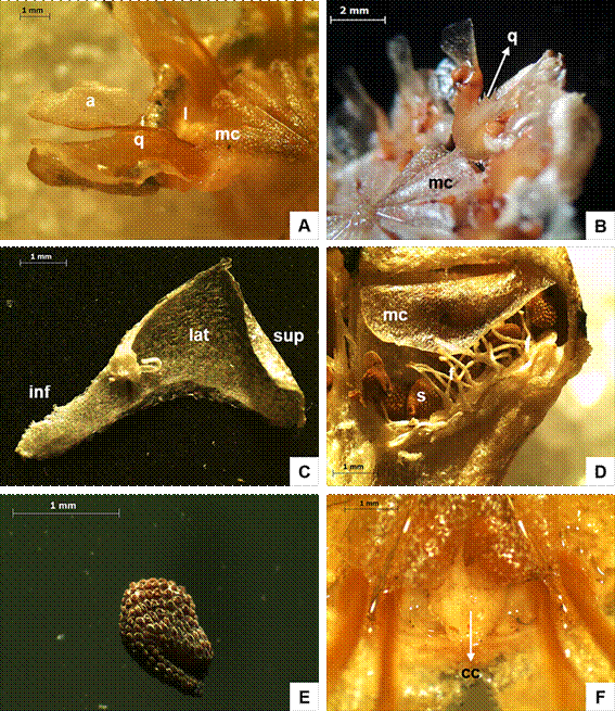 Malephora purpurocrocea. Fruto y semilla. A, vista general de estructuras principales: membranas de cobertura (mc), quillas de expansión (q), alas de las valvas (a) y lóculo (l). B, detalle del borde irregularmente dentado de la quilla (q), véanse las membranas de cobertura (mc). C, detalle de una membrana de cobertura completa, parte superior (sup), lateral interna (lat) e inferior (inf). D, corte transversal, detalle del lóculo: membrana de cobertura (mc), semillas (s) y funículos (f), nótese la placentación parietal. E, detalle de una semilla, nótese la superficie con tubérculos en hileras. F, detalle del cuerpo de cierre (cc) en la parte libre del lóculo. Fotos A-F de Adriel Jocou. Figura en color en la versión en línea http://www.ojs.darwin.edu.ar/index.php/darwiniana/article/view/821/1161