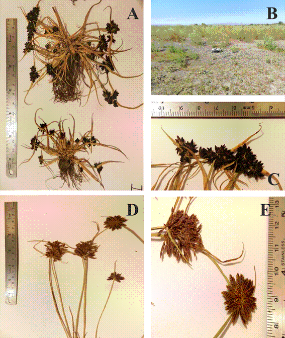 Cyperus fuscus.A, aspecto general. B, hábitat donde fue registrada la especie. C, detalle inflorescencia. Cyperus niger. D, aspecto general. E, detalle de inflorescencia. A-C de Medina 3407 (CONC); D-E de Medina 3347 (CONC). Fotografías de P. Medina. Figura en color en la versión en línea http://www.ojs.darwin.edu.ar/index.php/darwiniana/article/view/800/1158