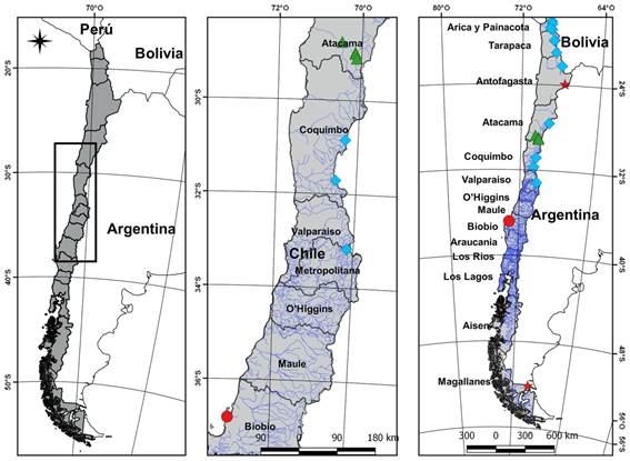 Mapa de distribución en Chile de Cyperus niger (triángulo), C. fuscus (círculo), Amphiscirpus nevadensis (estrella) y Eleocharis tucumanensis (rombos). Figura en color en la versión en línea http://www.ojs.darwin.edu.ar/index.php/darwiniana/article/view/800/1158