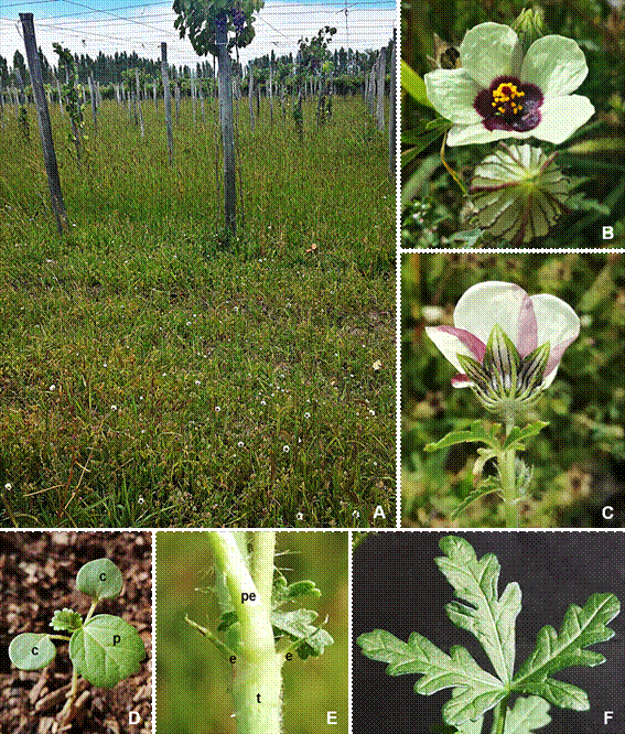 Hibiscus trionum L. A, vista general de las poblaciones establecidas en el interfilar del cultivo de vid en la localidad de Mainqué, provincia de Río Negro. B, detalle de la flor, nótese la iridiscencia de la mácula central violácea de los pétalos. C, detalle de la parte externa de la flor, nótense las bandas violáceas en el margen de la cara abaxial de los pétalos, la venación oscura en los sépalos y la presencia del calículo. D, detalle de plántula, cotiledones (c) y hoja primordial (p). E, detalle “in vivo” del nudo, véanse las estípulas filiformes pilosas (e) entre el tallo (t) y la base del pecíolo (pe). F, detalle del nomófilo profundamente trilobado. Figura en color en la versión en línea http://www.ojs.darwin.edu.ar/index.php/darwiniana/article/view/829/1153