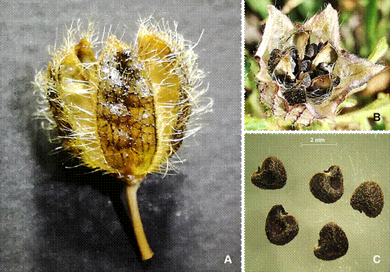 Hibiscus trionum L. A, vista de la cápsula sin cáliz, nótense los abundantes pelos simples. B, detalle del fruto, nótense el cáliz acrescente, las cinco valvas de la cápsula y semillas. C, detalle de las semillas, nótese la superficie verrugosa. Figura en color en la versión en línea http://www.ojs.darwin.edu.ar/index.php/darwiniana/article/view/829/1153