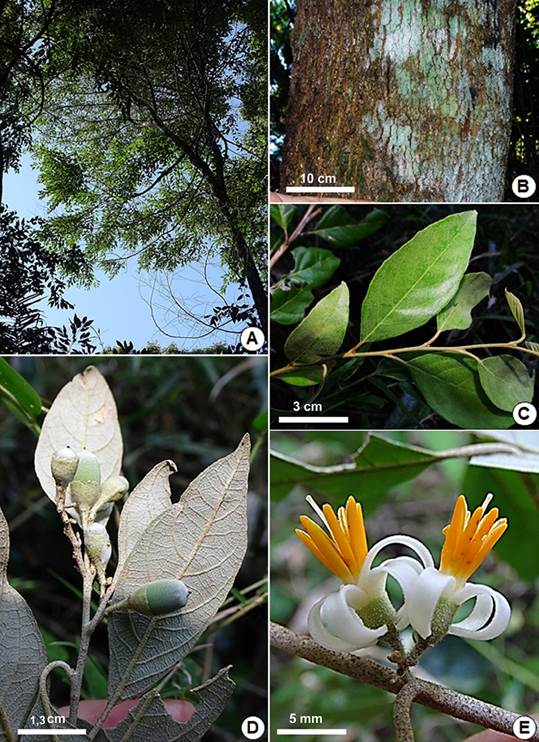 Styrax acuminatus.A, copa. B, corteza. C, rama con hojas (vista del epifilo). D, rama con hojas (vista del hipofilo) y frutos. E, flores. A-D, de Keller & Rojas 13488 (CTES); E de Keller & Rojas 13492 (CTES). Fotografías de H. A. Keller. Figura en color en la versión en línea http://www.ojs.darwin.edu.ar/index.php/darwiniana/article/view/818/1155