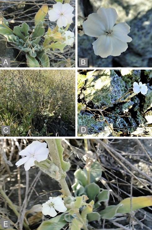 Lychnis coronaria (L.) Desr. A, E, aspecto general. B, flor. C, ambiente de recolección en las Sierras de Azul, Sistema de Tandilia. D, ejemplar entre rocas. Fotografías: Carlos D’Alfonso. Figura en color en la versión en línea http://www.ojs.darwin.edu.ar/index.php/darwiniana/article/view/826/1149