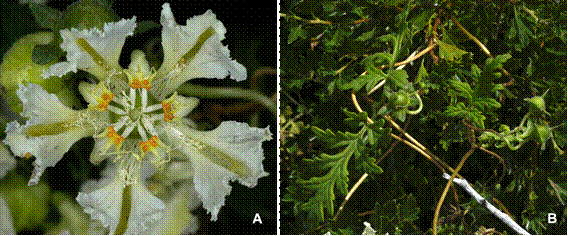 Pinnasa volubilis.A, flower. B, vining habit and pinnatifid leaf. Photo by D. Cohen, of Cohen 74 (SI).Color version at http://www.ojs.darwin.edu.ar/index.php/darwiniana/article/view/858/1174