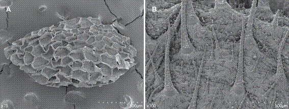 Pinnasa volubilis.A, seed. B, larger scabrid and smaller glochidate trichomes at roof of ovary. Micrograph material from Cohen 74 (SI). Color version at http://www.ojs.darwin.edu.ar/index.php/darwiniana/article/view/858/1174