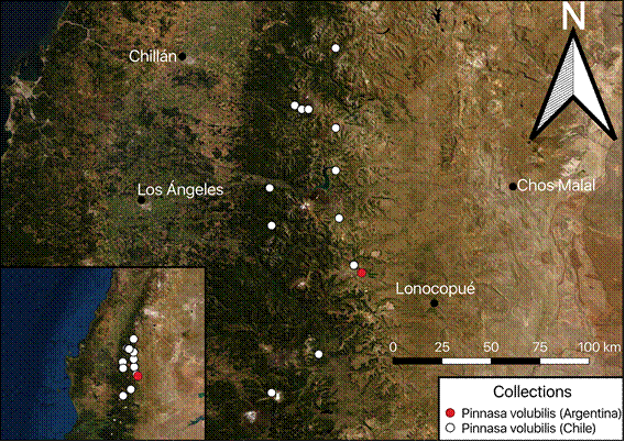 Known collections of P. volubilis from Argentina and Chile. Color version at http://www.ojs.darwin.edu.ar/index.php/darwiniana/article/view/858/1174