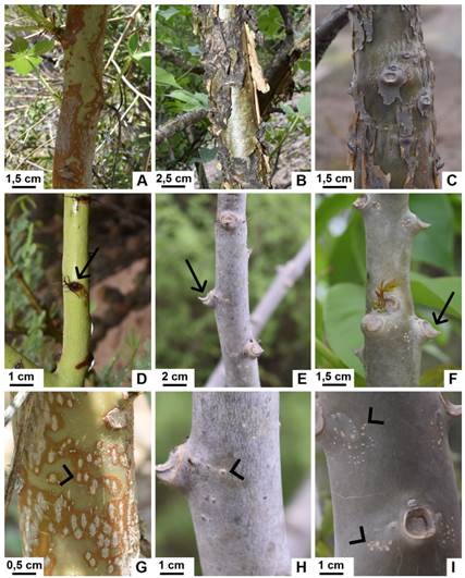 Exomorfología del tallo con crecimiento secundario de especies nativas de Jatropha. A, ritidoma no exfoliante de J. excisa, en tallo principal. B-C, ritidoma exfoliante de J. hieronymi y J. macrocarpa, respectivamente, en tallo principal. D-F, cicatrices foliares de J. excisa, J. hieronymi y J. macrocarpa, respectivamente, en ramas de segundo y tercer orden. Las flechas señalan la ubicación de las cicatrices. G-I, lenticelas en J. excisa, J. hieronymi y J. macrocarpa, respectivamente, señaladas por punta de flecha. Figura en color en la versión en línea http:// www.ojs.darwin.edu.ar/index.php/darwiniana/article/view/906/1210