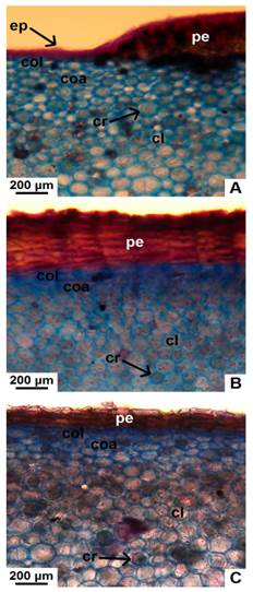 Detalle de peridermis y corteza interna, en corte transversal de tallo con crecimiento secundario de especies nativas de Jatropha. A, peridermis en formación, colénquima y parénquima en J. excisa. B, peridermis, colénquima y parénquima en J. hieronymi. C, peridermis, colénquima y parénquima en J. macrocarpa. Abreviatura: cl, clorénquima; coa, colénquima angular; col, colénquima lamelar; cr, cristal; ep, epidermis; pe, peridermis. Figura en color en la versión en línea http://www.ojs.darwin.edu. ar/index.php/darwiniana/article/view/906/1210