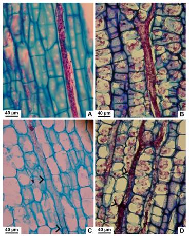 Tipos de laticíferos observados en tallo con crecimiento secundario de especies nativas de Jatropha, vista longitudinal tangencial. A, no articulado, no ramificado de J. excisa. B, no articulado, ramificado de J. hieronymi. C, articulado, no anastomosado de J. macrocarpa. D, articulado, anastomosado de J. hieronymi. Con punta de flecha se señalan las articulaciones. Figura en color en la versión en línea http://www.ojs.darwin.edu.ar/index.php/ darwiniana/article/view/906/1210