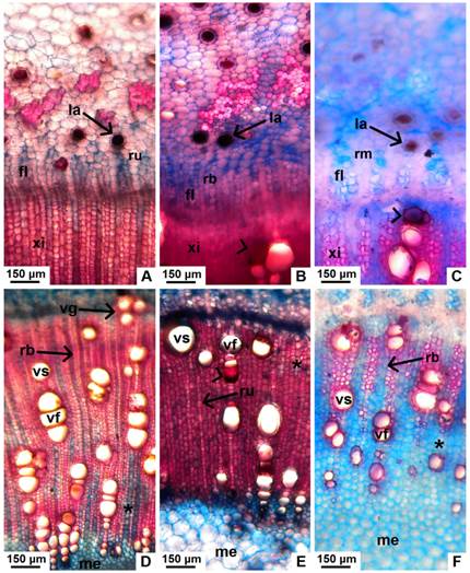 Tejidos vasculares en tallo con crecimiento secundario de especies nativas de Jatropha, corte transversal. A, floema secundario de J. excisa, con radios uni y biseriados. B, floema secundario de J. hieronymi con radios uni y biseriados. C, floema secundario de J. macrocarpa, con radios multiseriados. D-F, xilema secundario en corte transversal, de J. excisa, J. hieronymi y J. macrocarpa, respectivamente. Abreviaturas: fl, floema secundario; la, laticífero; me, médula; rb, radio biseriado; rm, radio multiseriado; ru, radio uniseriado; vs, vaso solitario; vf, vasos en filas radiales; vg, vasos en grupos; xi, xilema secundario. Con punta de flecha se señala un vaso ocluido. Con asterisco se señalan zonas de parénquima apotraqueal. Figura en color en la versión en línea http://www.ojs.darwin.edu.ar/index.php/darwiniana/article/view/906/1210