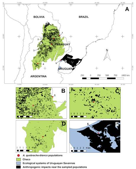Distribution map of the sampled populations in the Chaco vegetation area, Uruguayan Savannas’ ecological systems, and anthropization nearby. A, mapping of anthropization near the Steppe Savanna and deforestation in the Chaco, related to the sampled populations: PMU (1); FIL (2); FOR (3); COB (4) and BAQ (5). B-E, detail of impacts close to the sampled populations. Map made with QGIS® 3.0 software (QGIS, 2011) based on Veloso et al. (1991), Olson et al. (2001), and Hasenack et al. (2010). Color version at http://www.ojs.darwin.edu.ar/index.php/darwiniana/article/view/932/1213