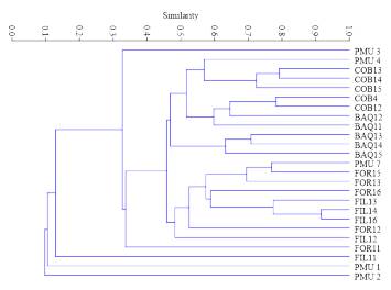 UPGMA dendrogram of the 25 individuals of A. quebracho-blanco sampled, considering the Jaccard index as an arithmetic complement. Porto Murtinho, Brazil (PMU); Filadelfia, Paraguay (FIL); Formosa, Argentina (FOR); Cordoba, Argentina (COB); and Barra do Quaraí, Brazil (BAQ).
