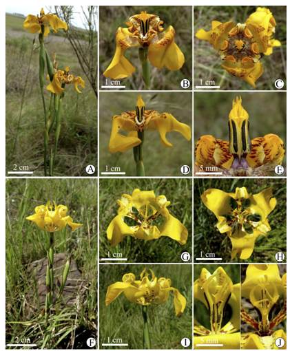 Cypella alonsoana (A-E). A, rama en flor. B, flor, vista oblicua. C, flor, vista frontal. D, flor, vista lateral. E, detalle de estambres y estilo, en vista lateral. Cypella charruana (F-J). F, rama en flor. G, flor, vista oblicua. H, flor, vista frontal. I, flor, vista lateral. J, detalle de estambres y estilo, en vista lateral y frontal. A-E, de Deble & Oliveira 15626; F-J, de Deble et al. 15688. Figura en color en la versión en línea http://www.ojs.darwin.edu.ar/index.php/darwiniana/article/view/921/1221
