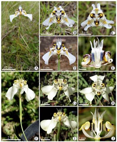 Cypella luteogibbosa (A-E). A, ramo en flor. B, flor, vista oblicua. C, flor vista frontal. D, flor, vista lateral. E, detalle de estambres y estilo, vista lateral. Cypella osteniana (F-J). F, ramo en flor. G, flor, vista oblicua. H, flor vista frontal. I, flor, vista lateral. J, detalle de estambres y estilo, vista lateral. A-E, de Deble & Alves 16041; F-J, de Deble et al. 17194. Figura en color en la versión en línea http://www.ojs.darwin.edu.ar/index.php/darwiniana/article/view/921/1221
